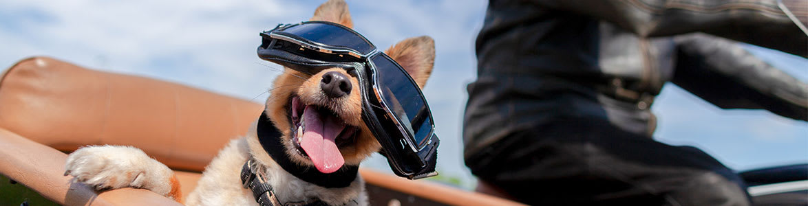 The Truth About Riding with Your Dog on Your Motorcycle | StreetRider