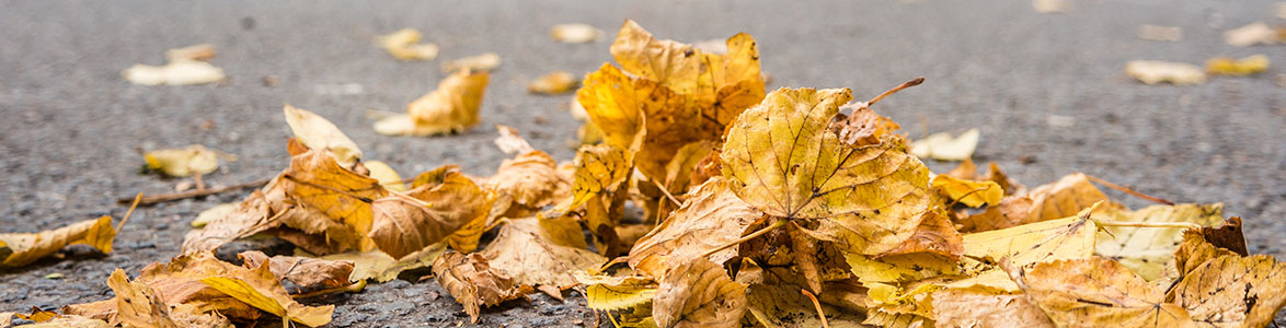 Learn How to Avoid Fall Foliage Distracted Riding, StreetRider Insurance, Ontario